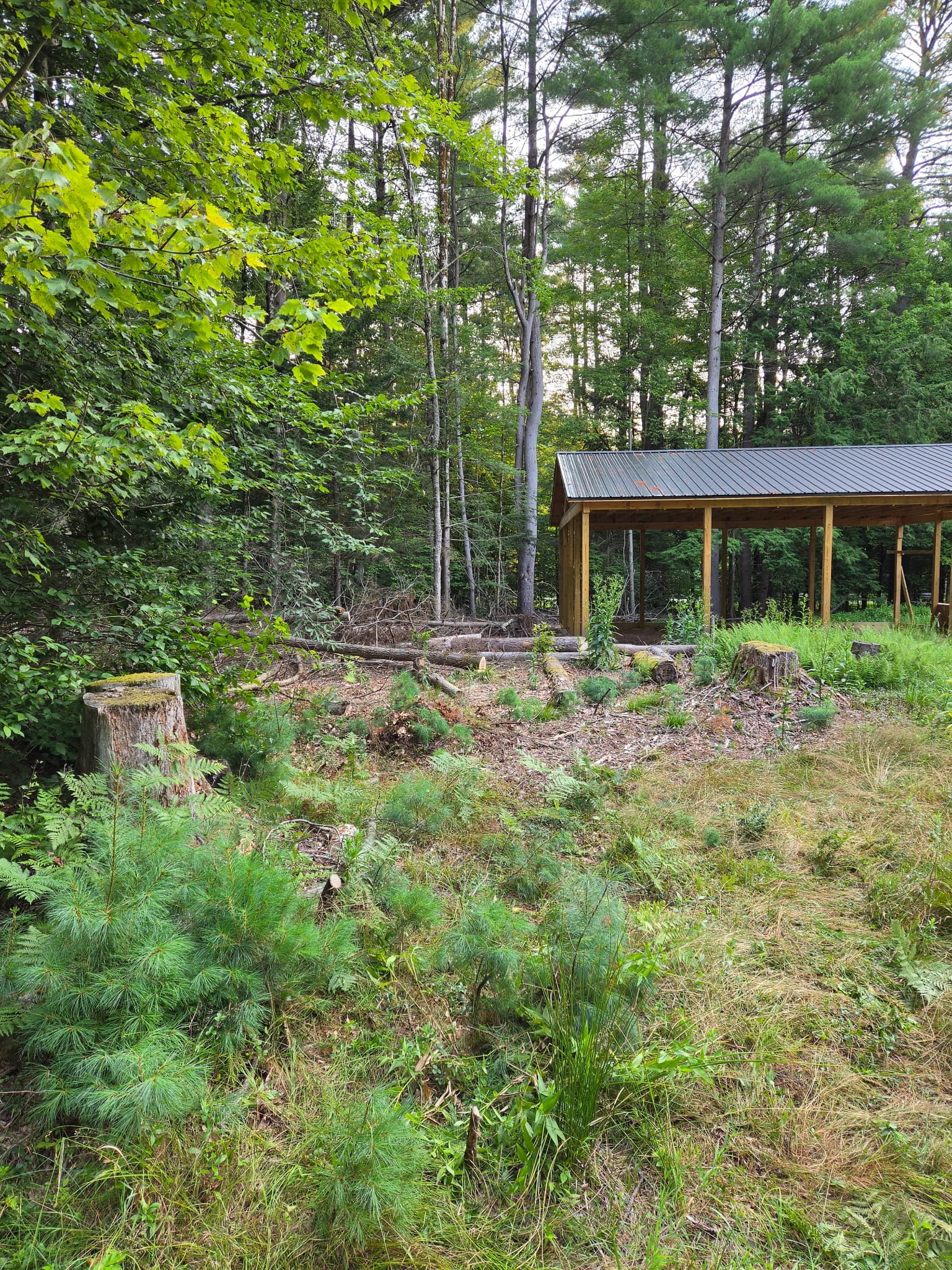 Site before clearing, with brush and stumps around the shelter